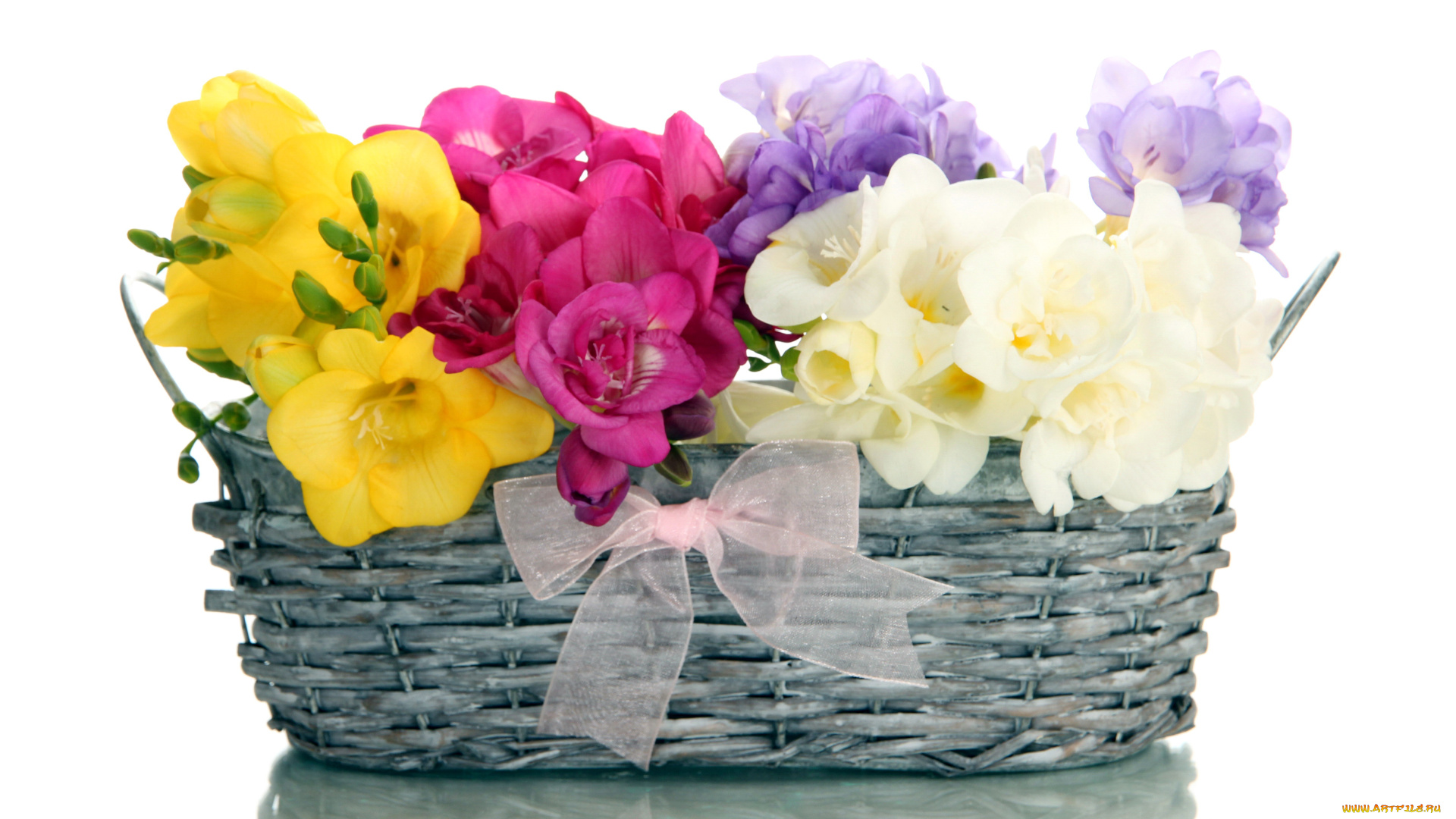 цветы, фрезия, корзинка, бант, желтый, розовый, белый, сиреневый