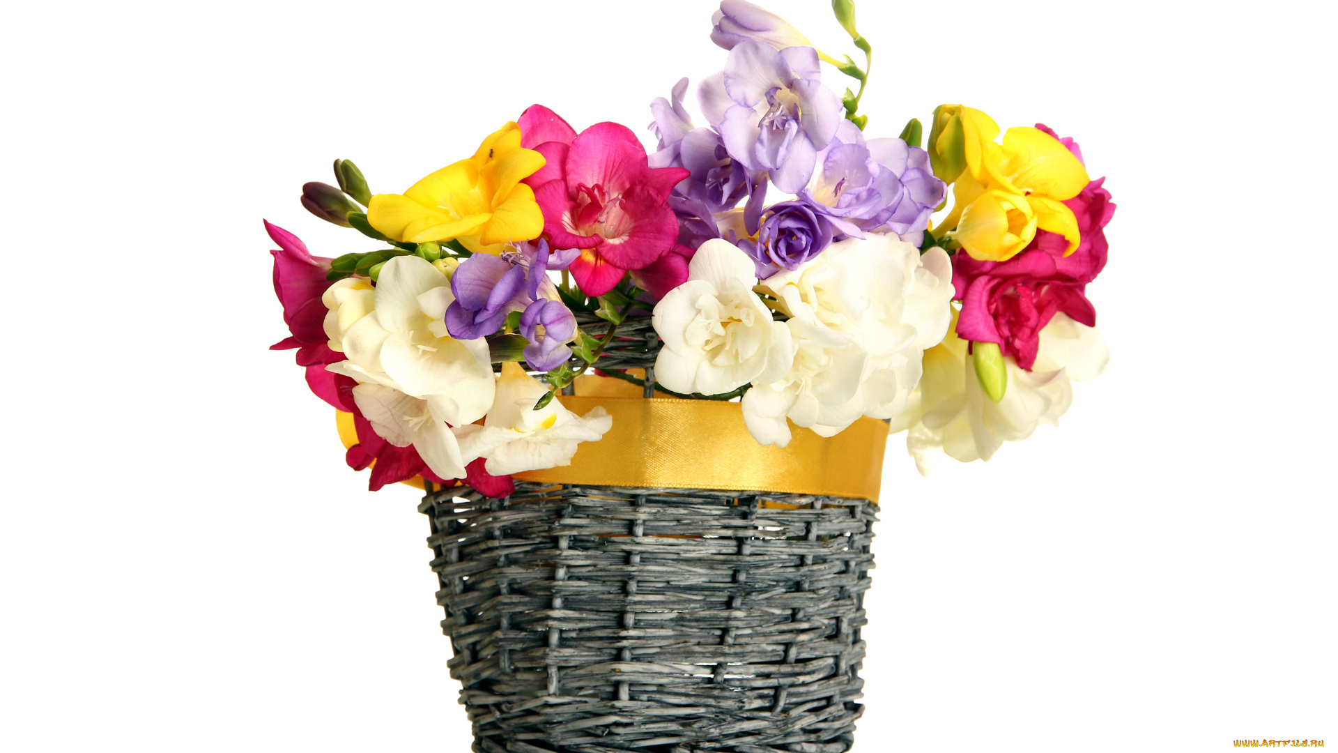 цветы, фрезия, сиреневый, белый, желтый, розовый