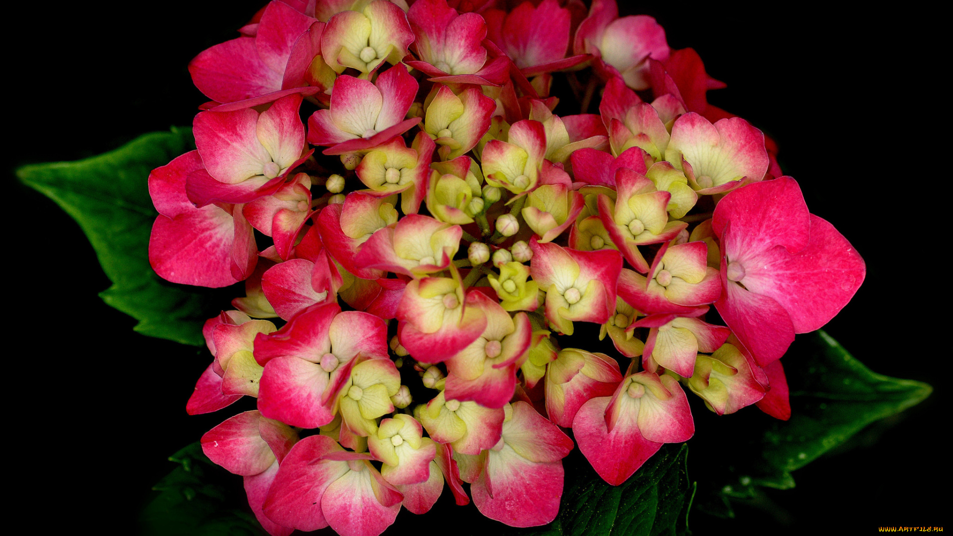 цветы, гортензия, макро