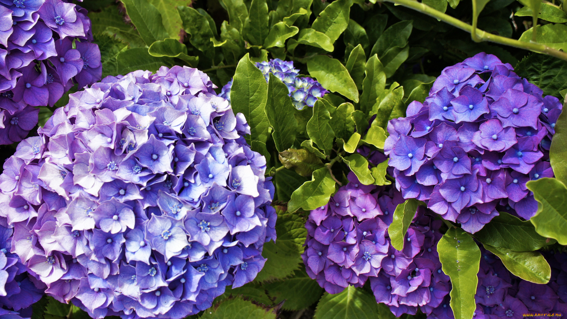 цветы, гортензия, сиреневая