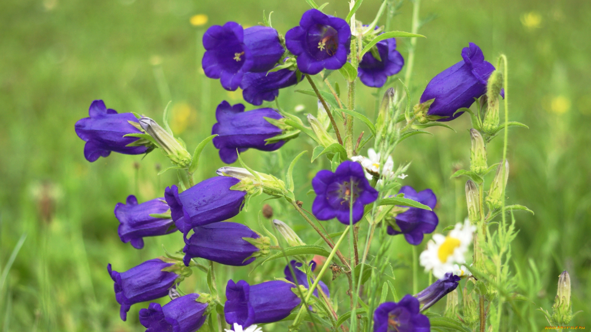 цветы, колокольчики, фиолетовый