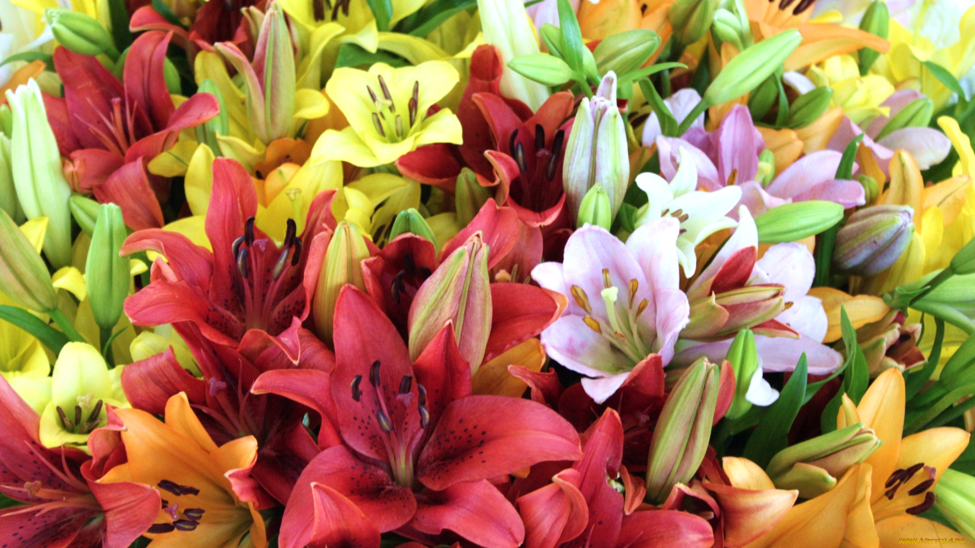цветы, лилии, , лилейники, охапка
