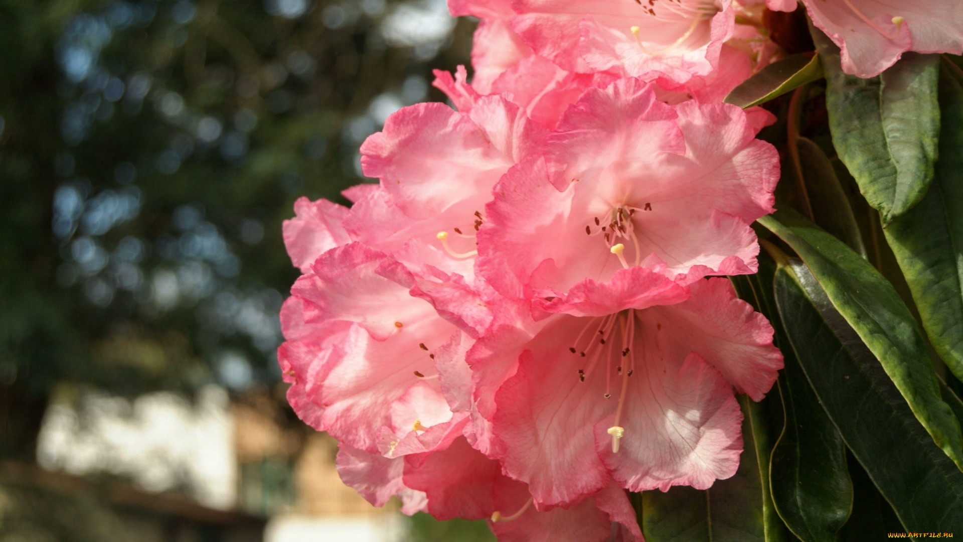 цветы, рододендроны, , азалии, розовый