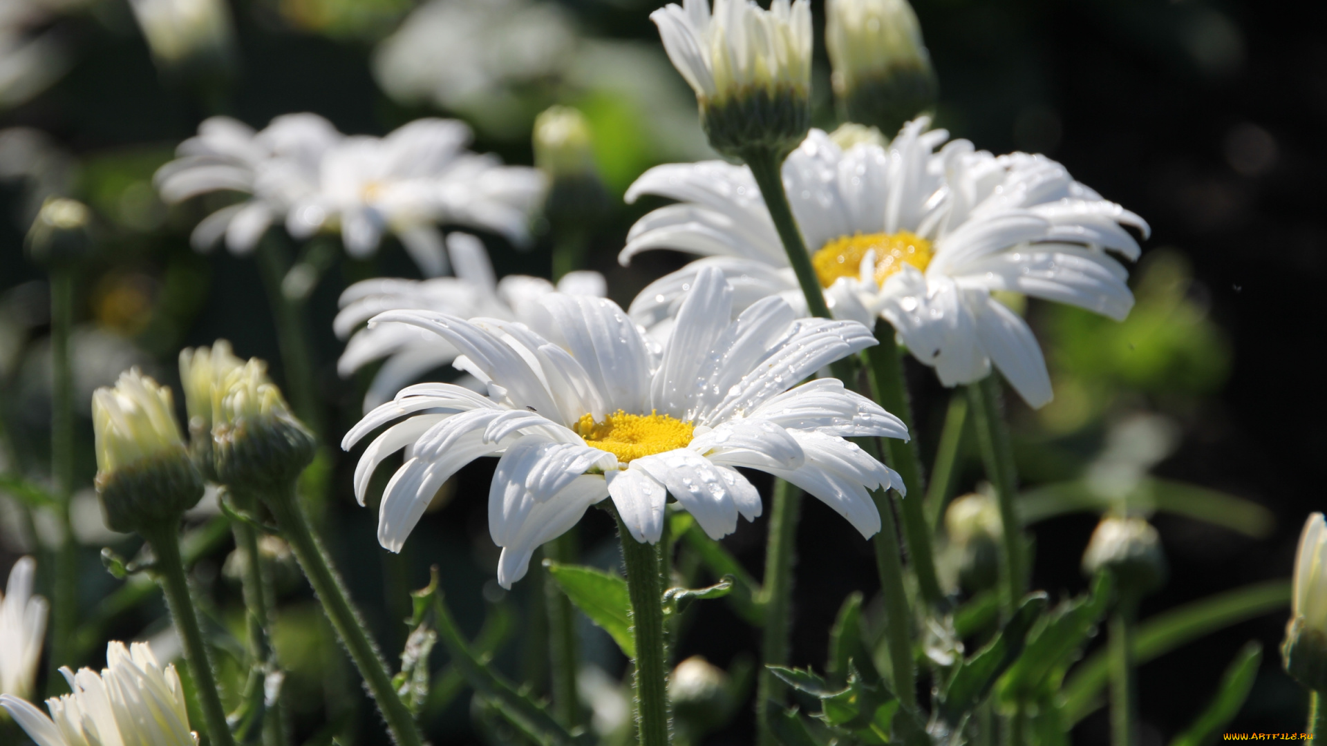 цветы, ромашки, лепестки