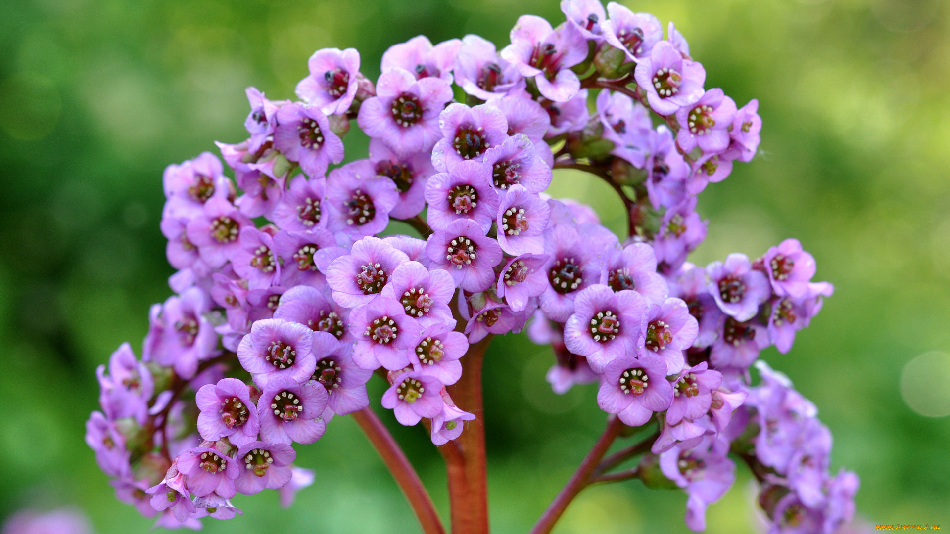 цветы, розовый