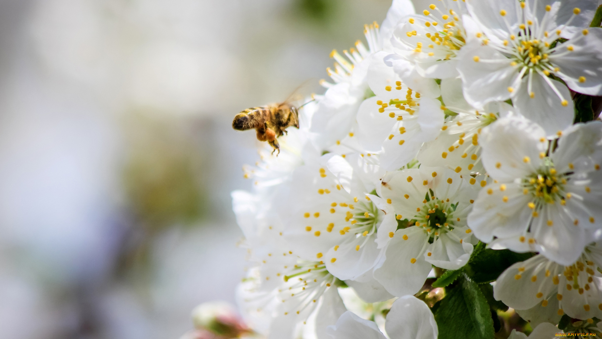 цветы, сакура, , вишня, пчела, весна