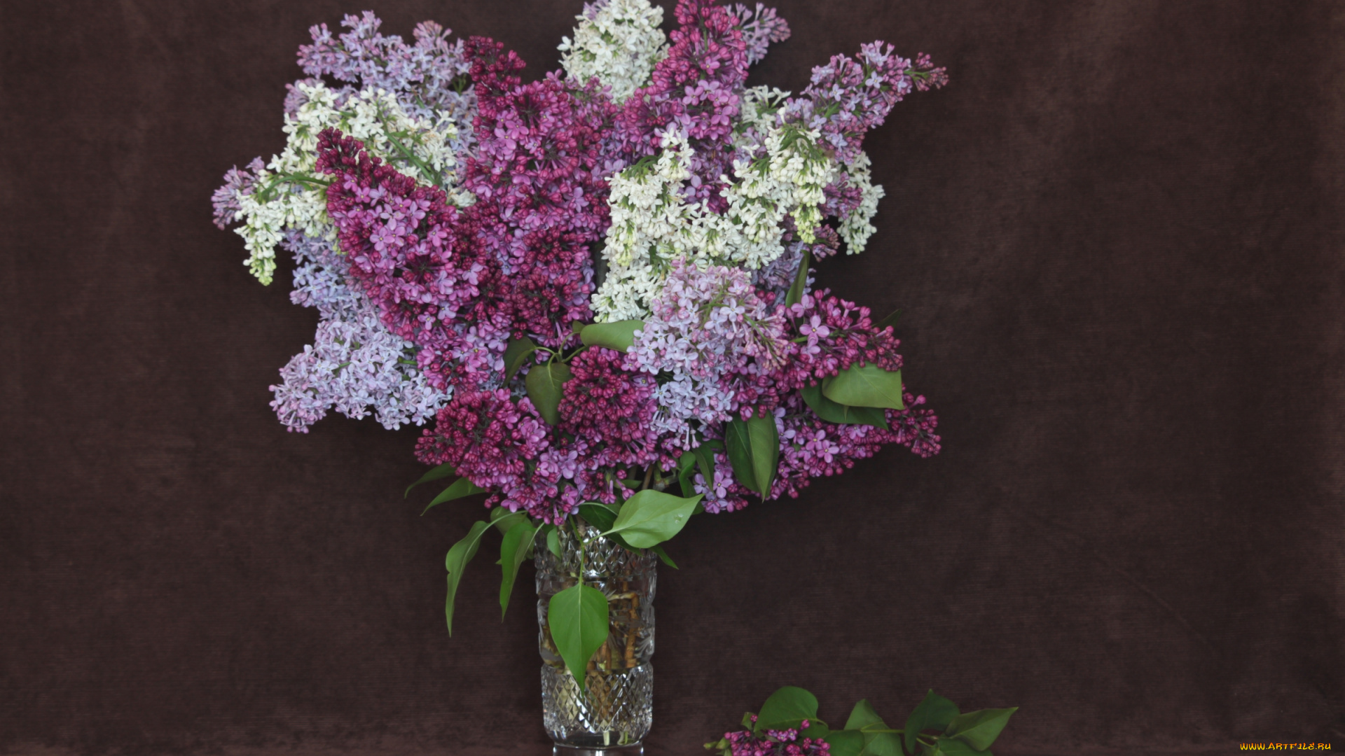 цветы, сирень, букет