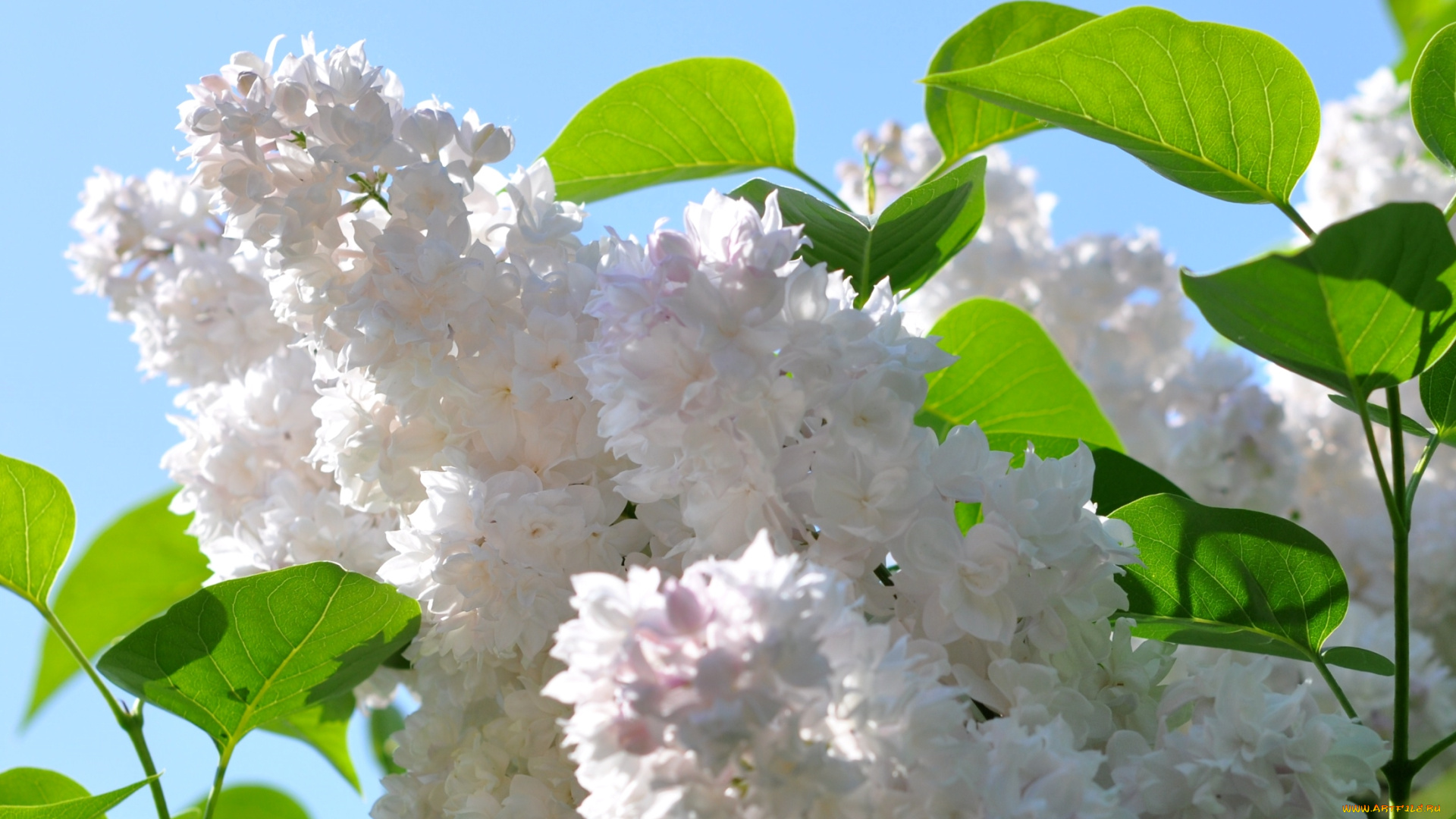 цветы, сирень, весна