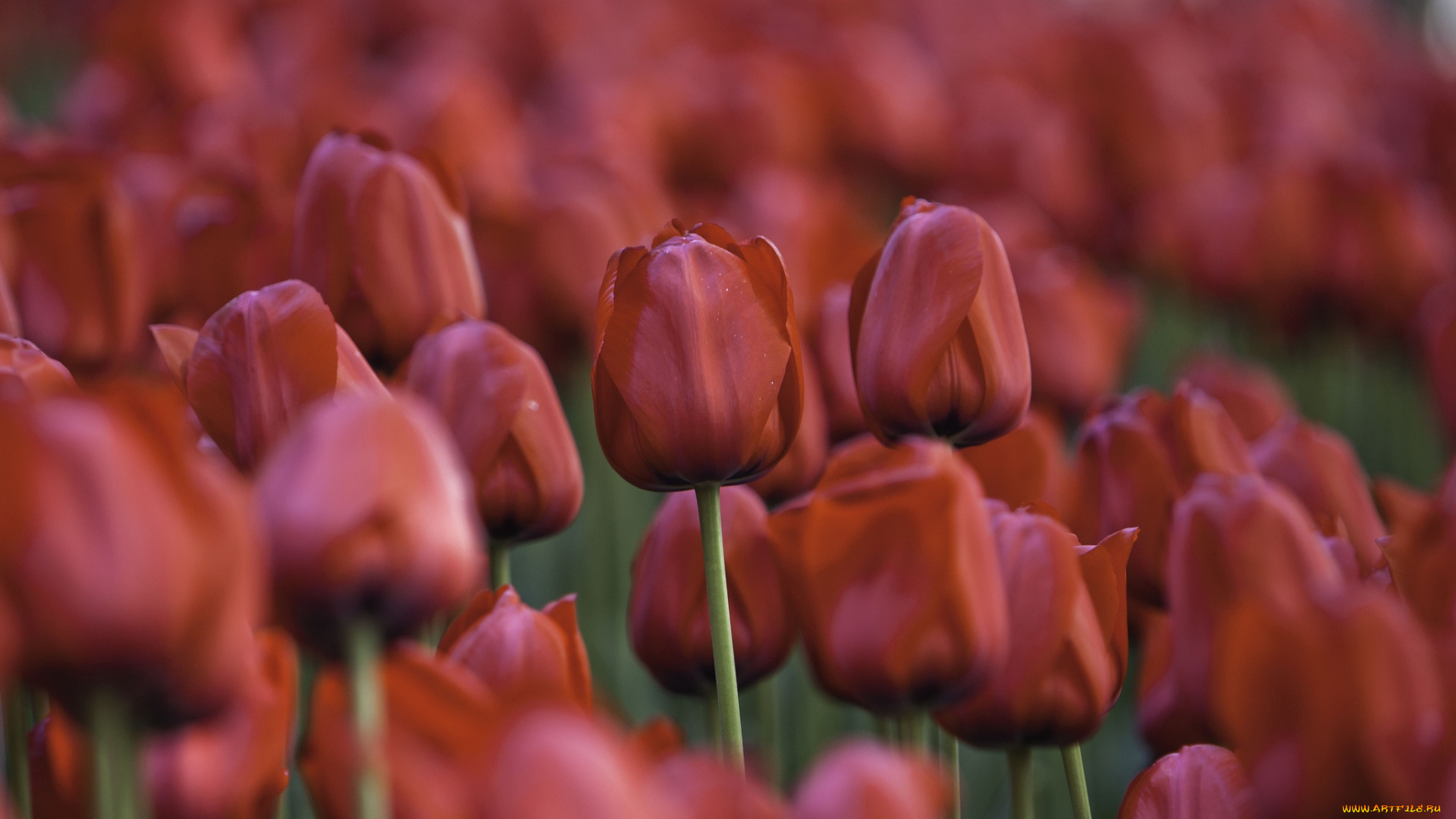 цветы, тюльпаны, красный