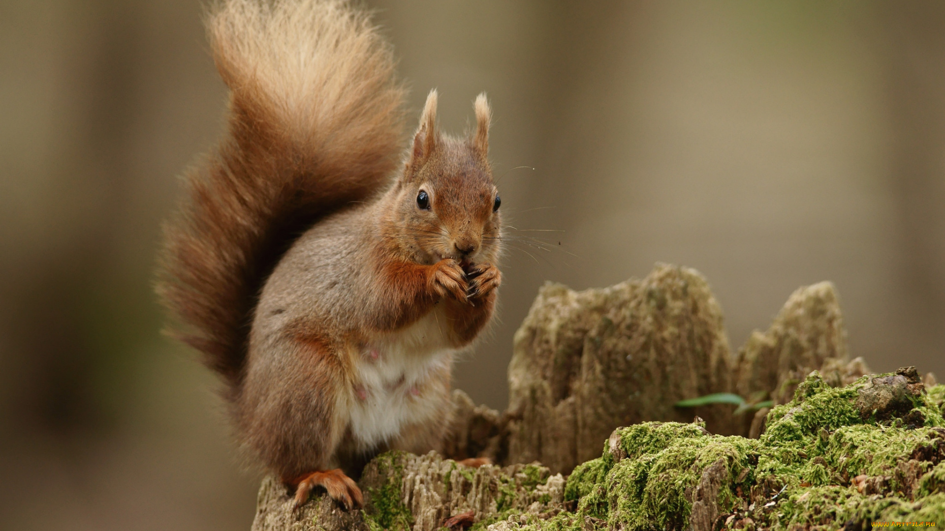 животные, белки, рыжик