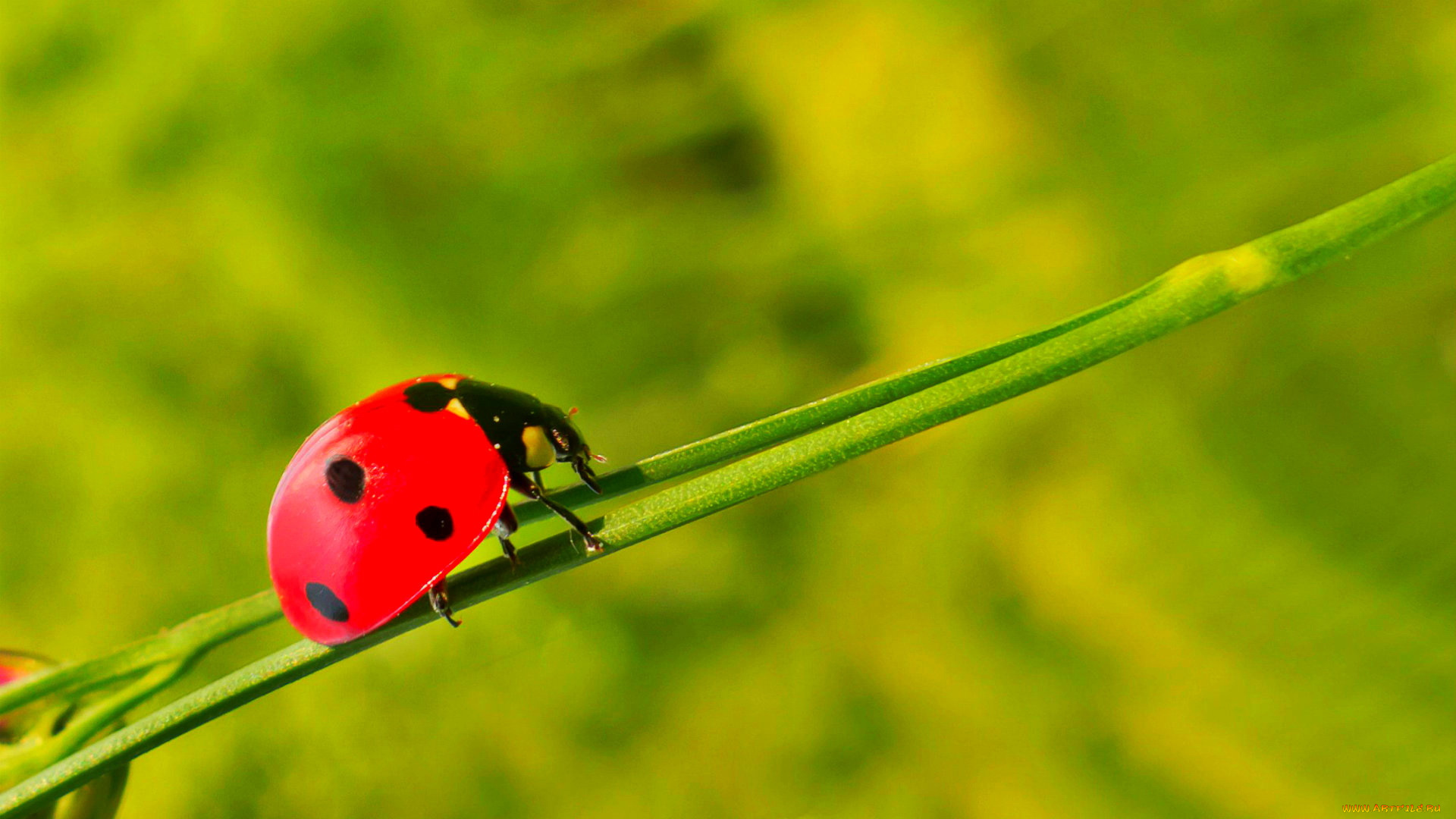 животные, божьи, коровки, стебель, насекомое