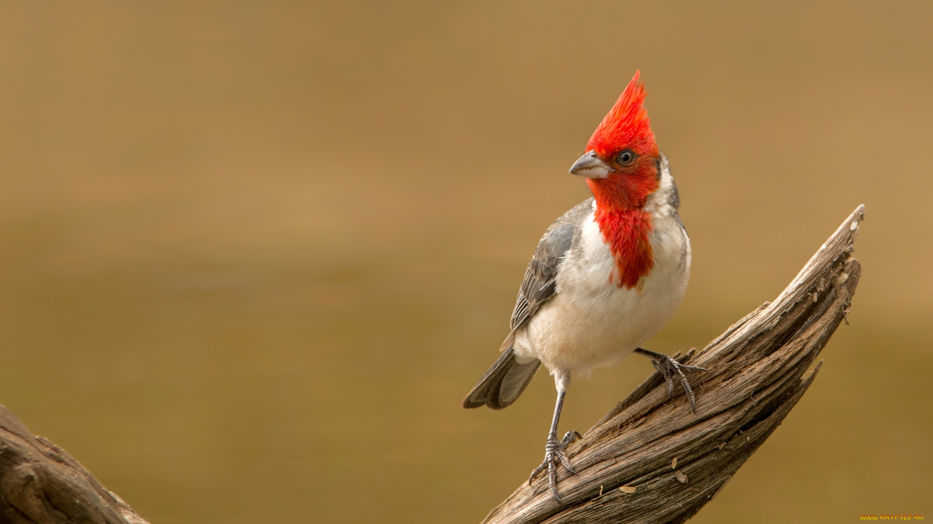 животные, кардиналы, хохолок