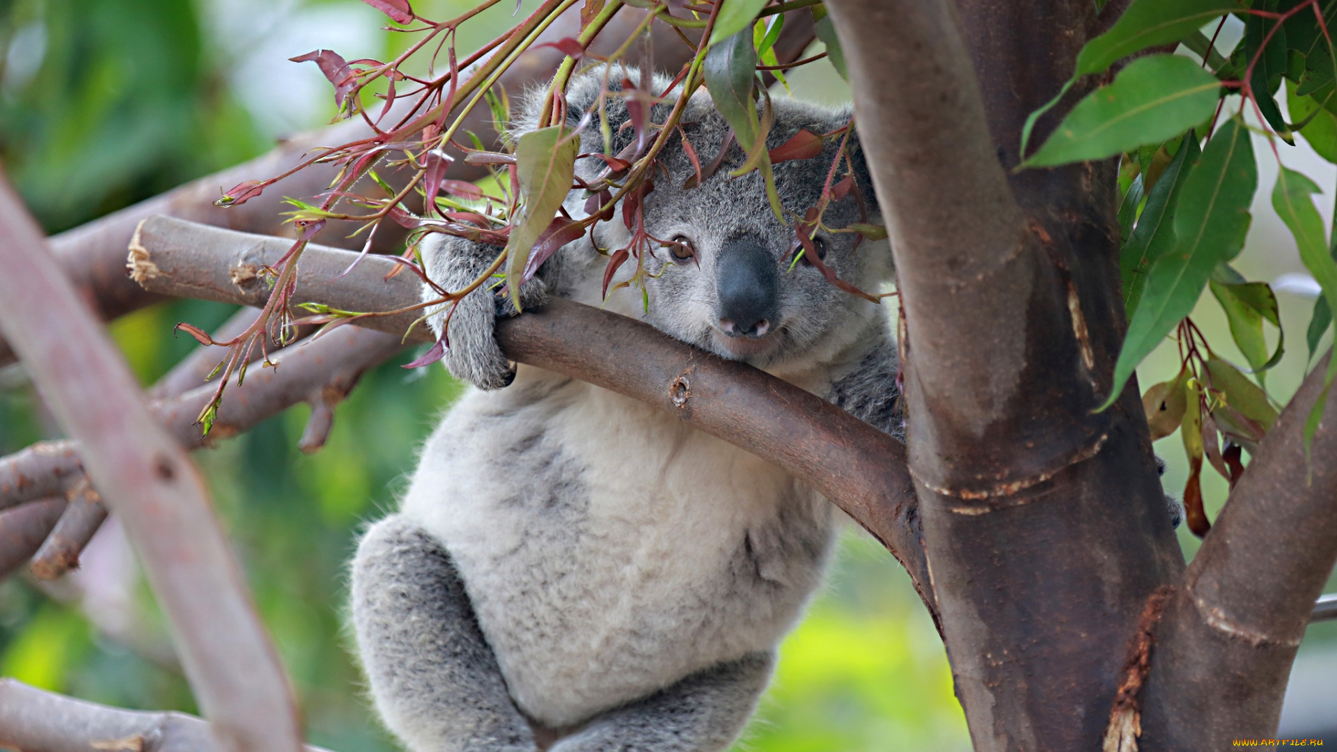 животные, коалы, милый