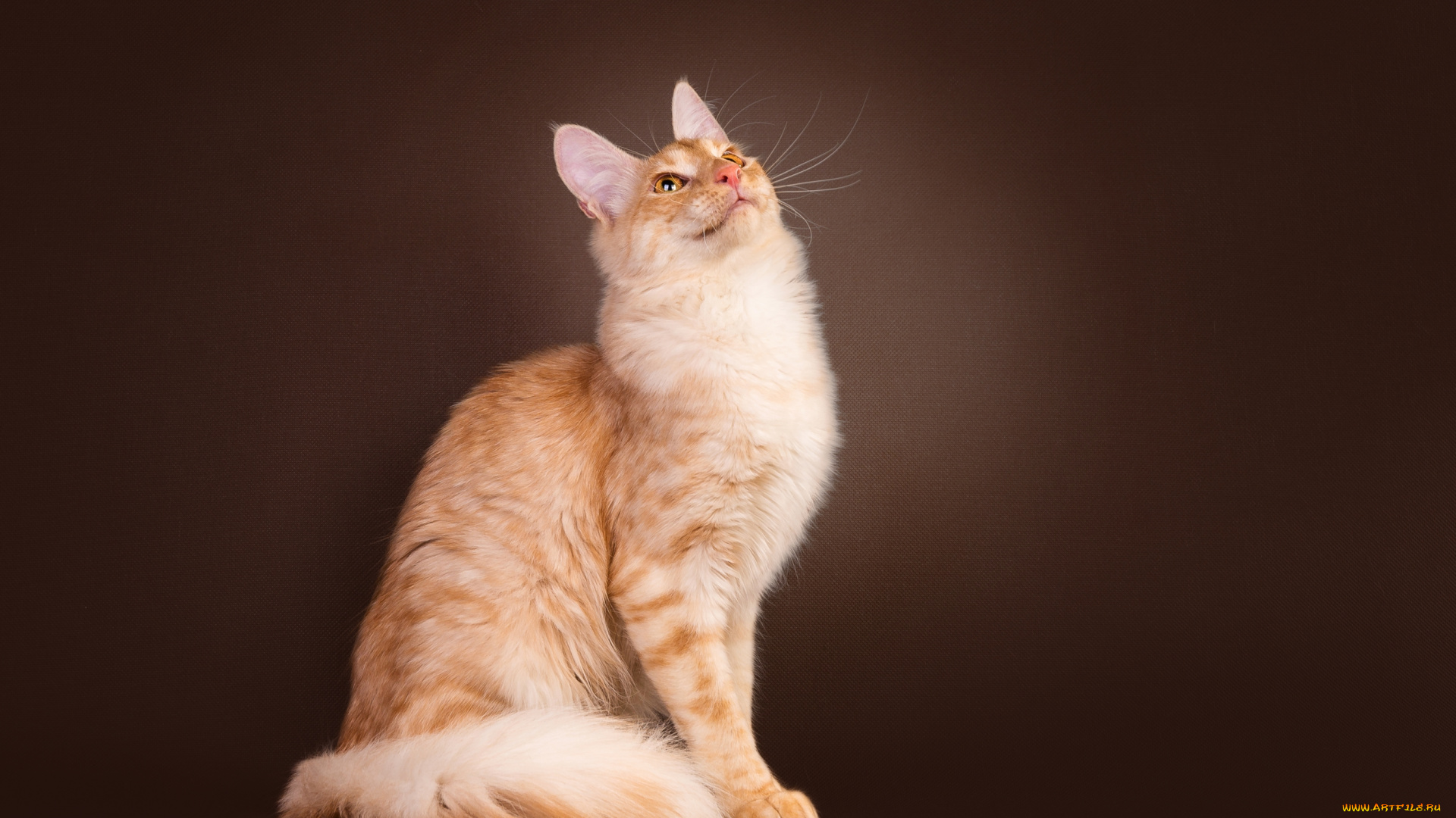 животные, коты, котейка