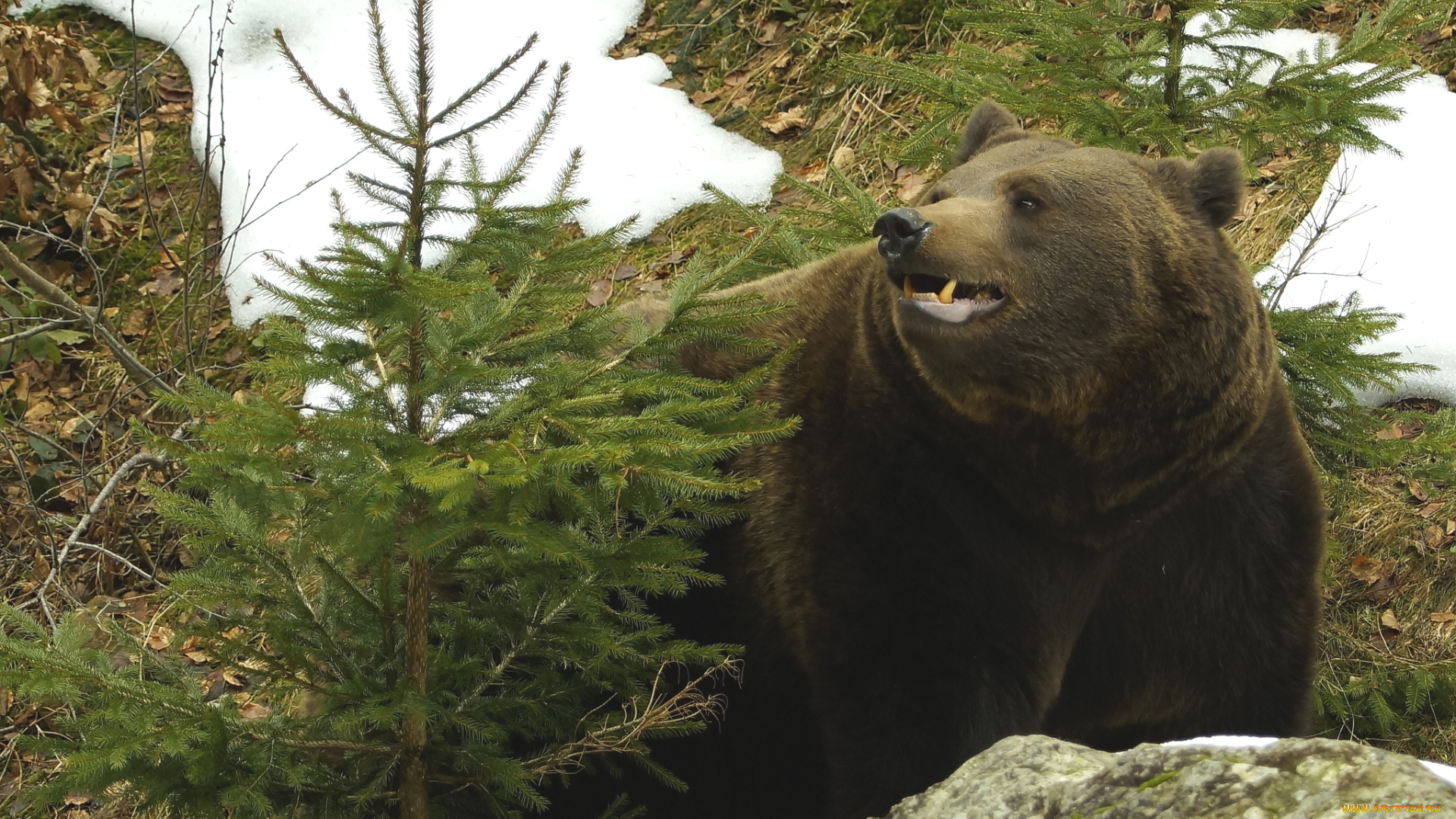 животные, медведи, бурый