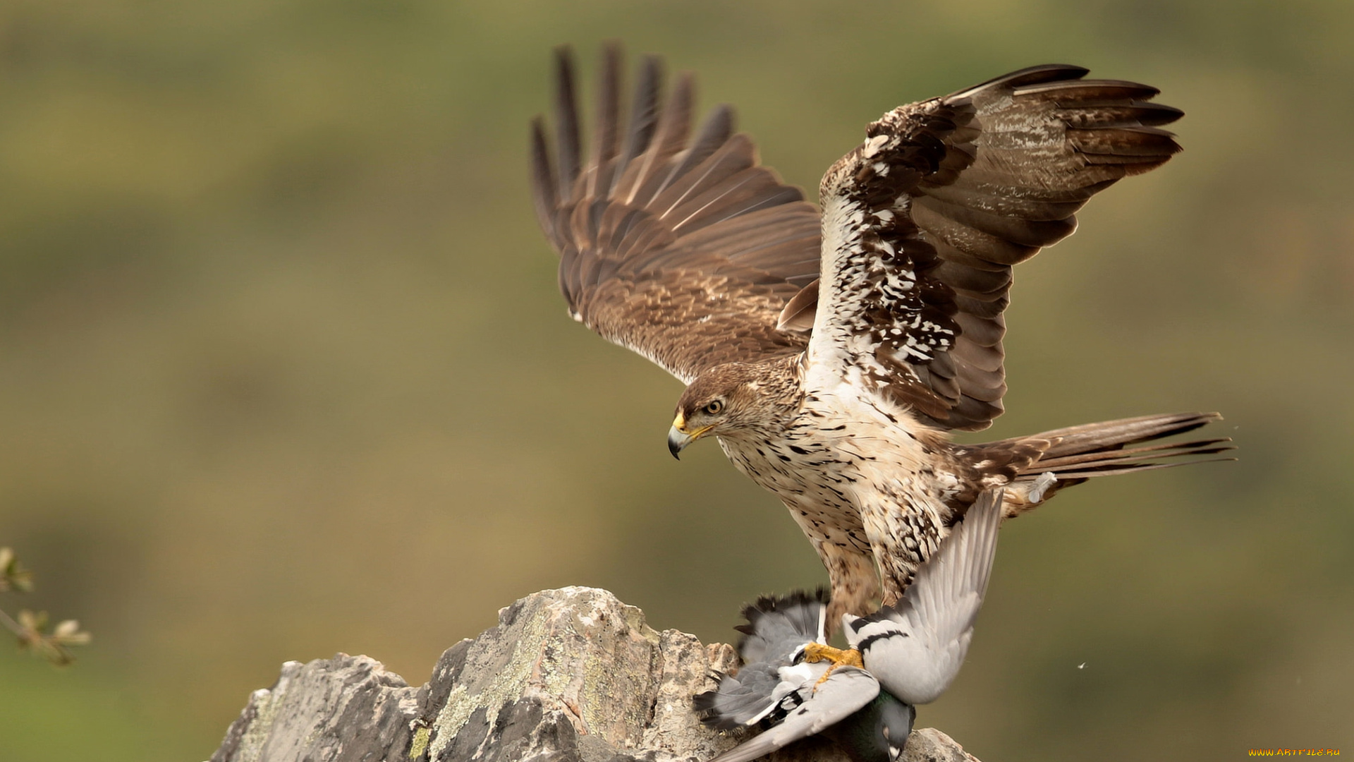 животные, птицы, -, хищники, жертва, добыча