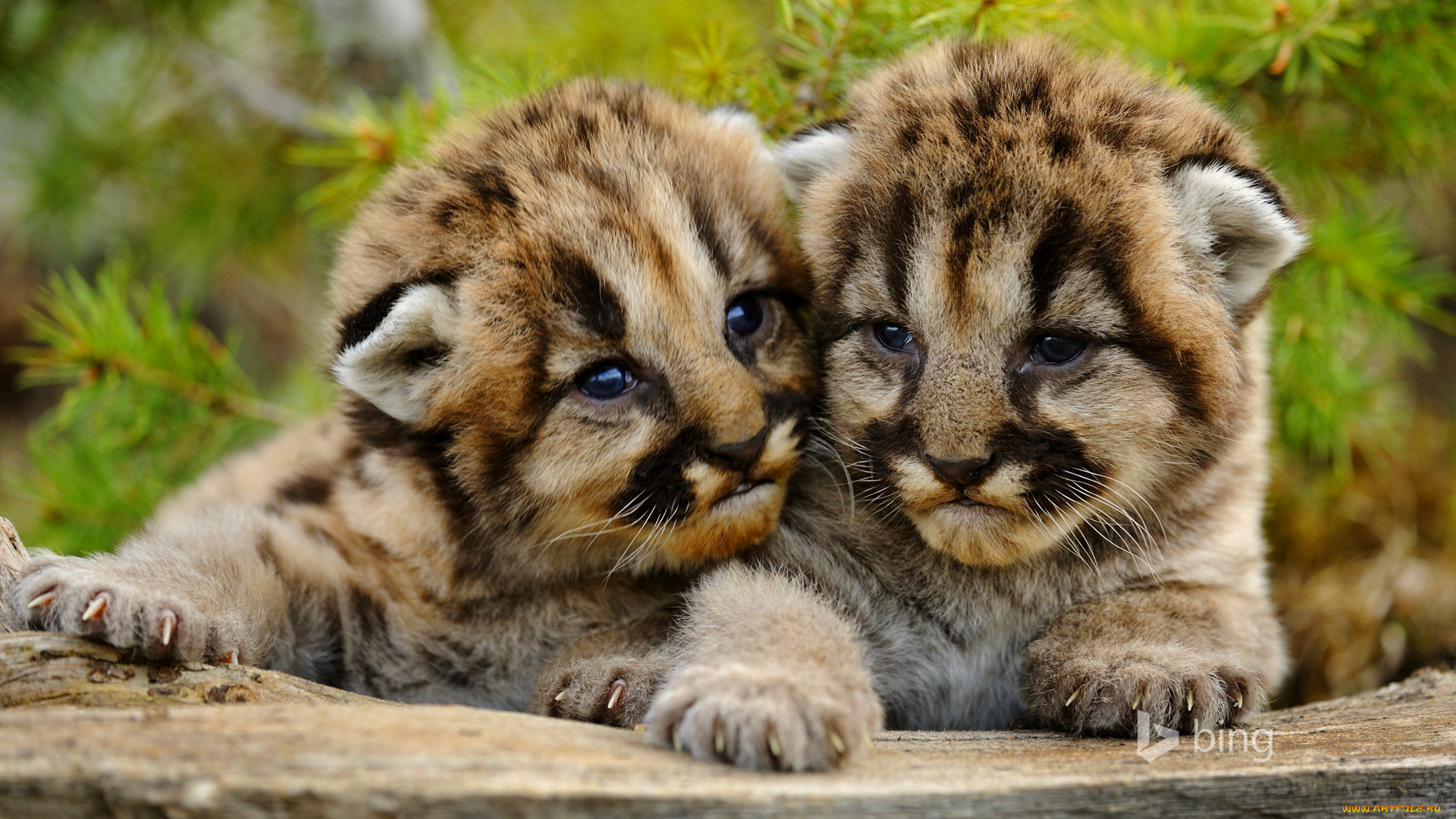 животные, пумы, малыши