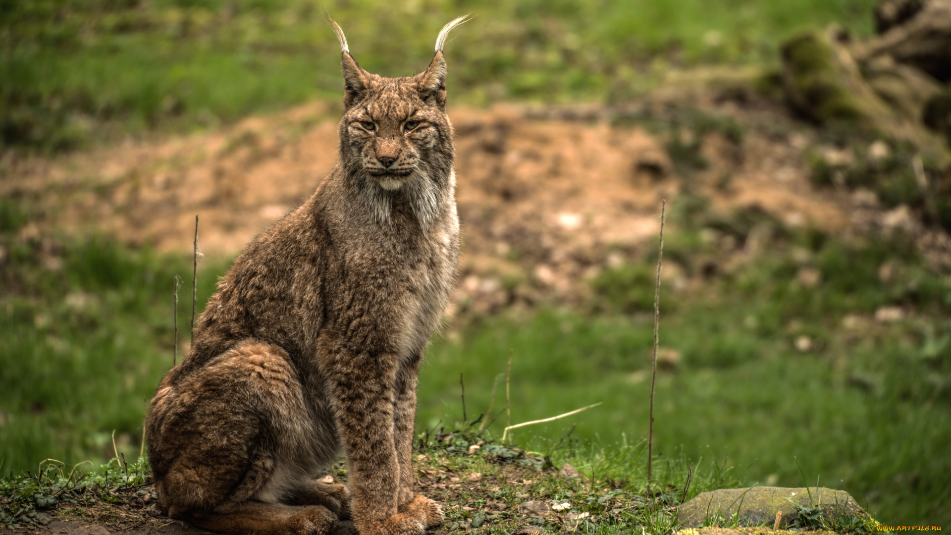 животные, рыси, кисточки, кошка