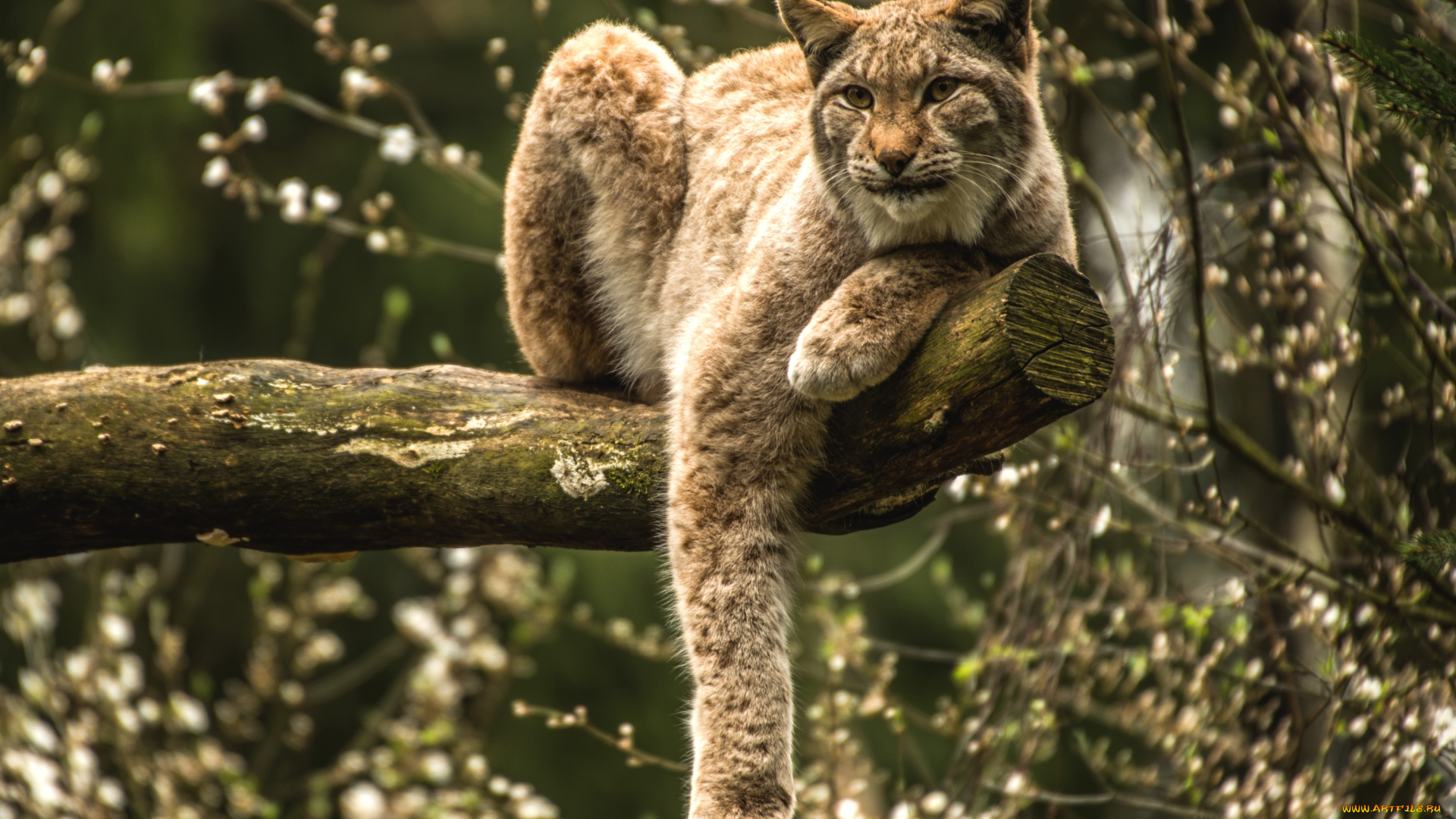 животные, рыси, кошка, лапа