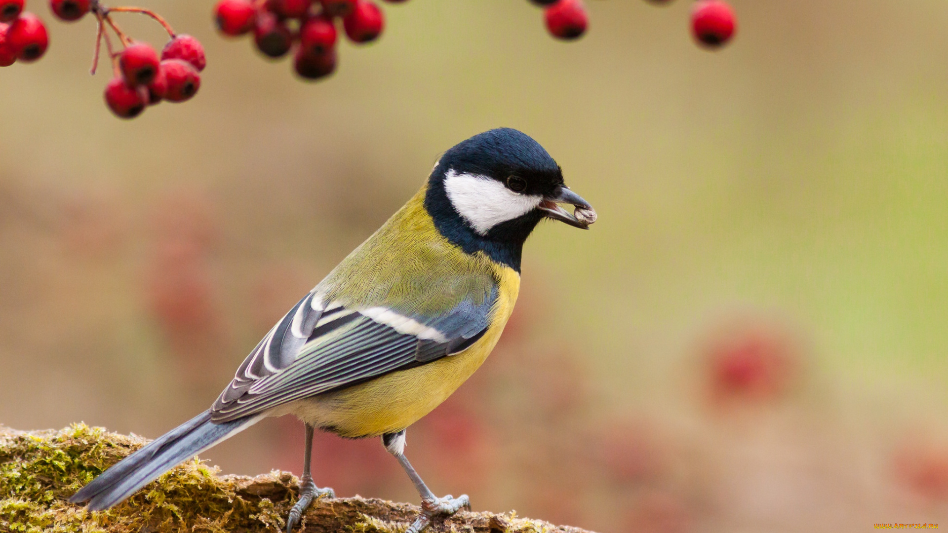 животные, синицы, , лазоревки, синичка