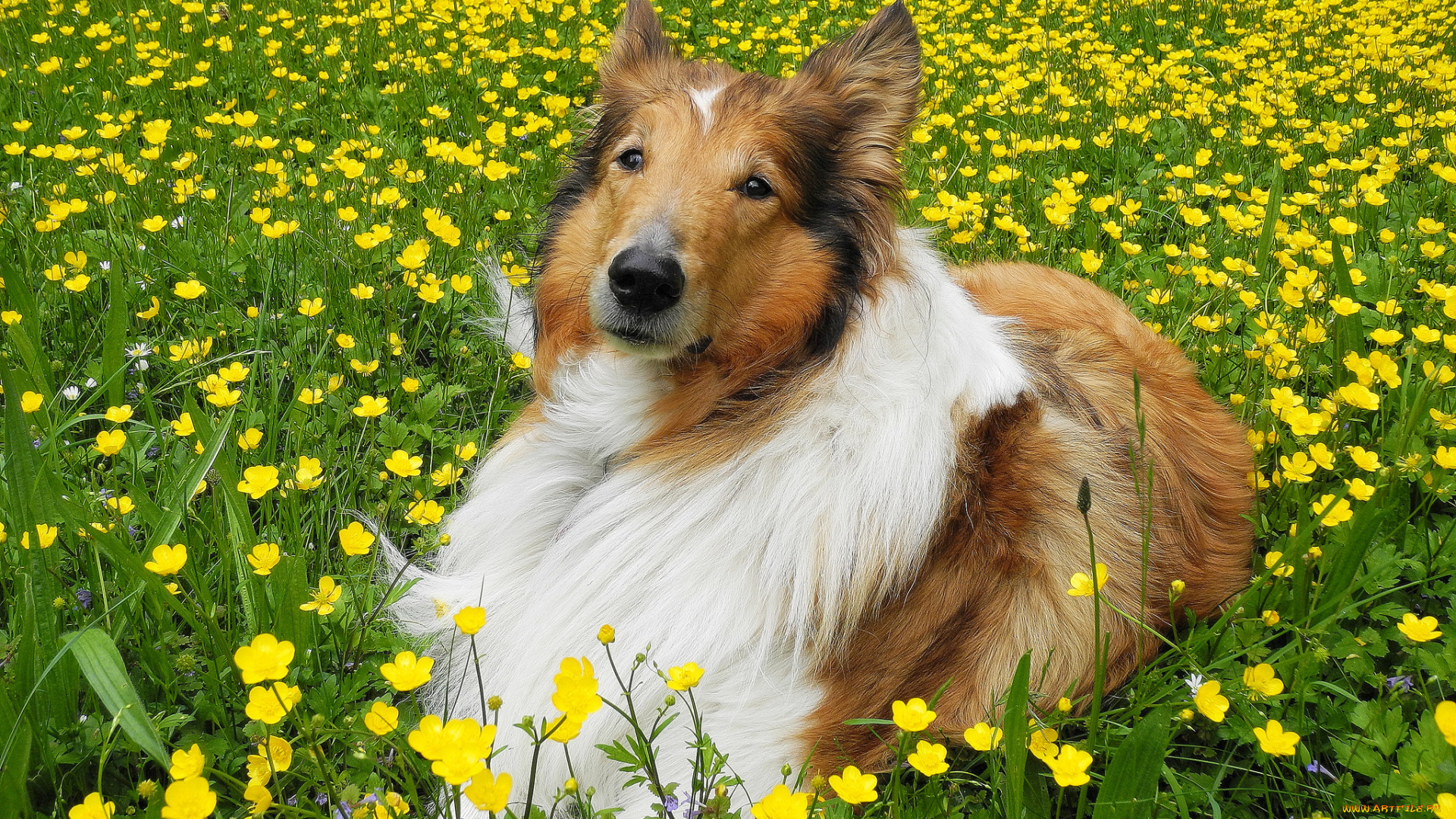 животные, собаки, колли