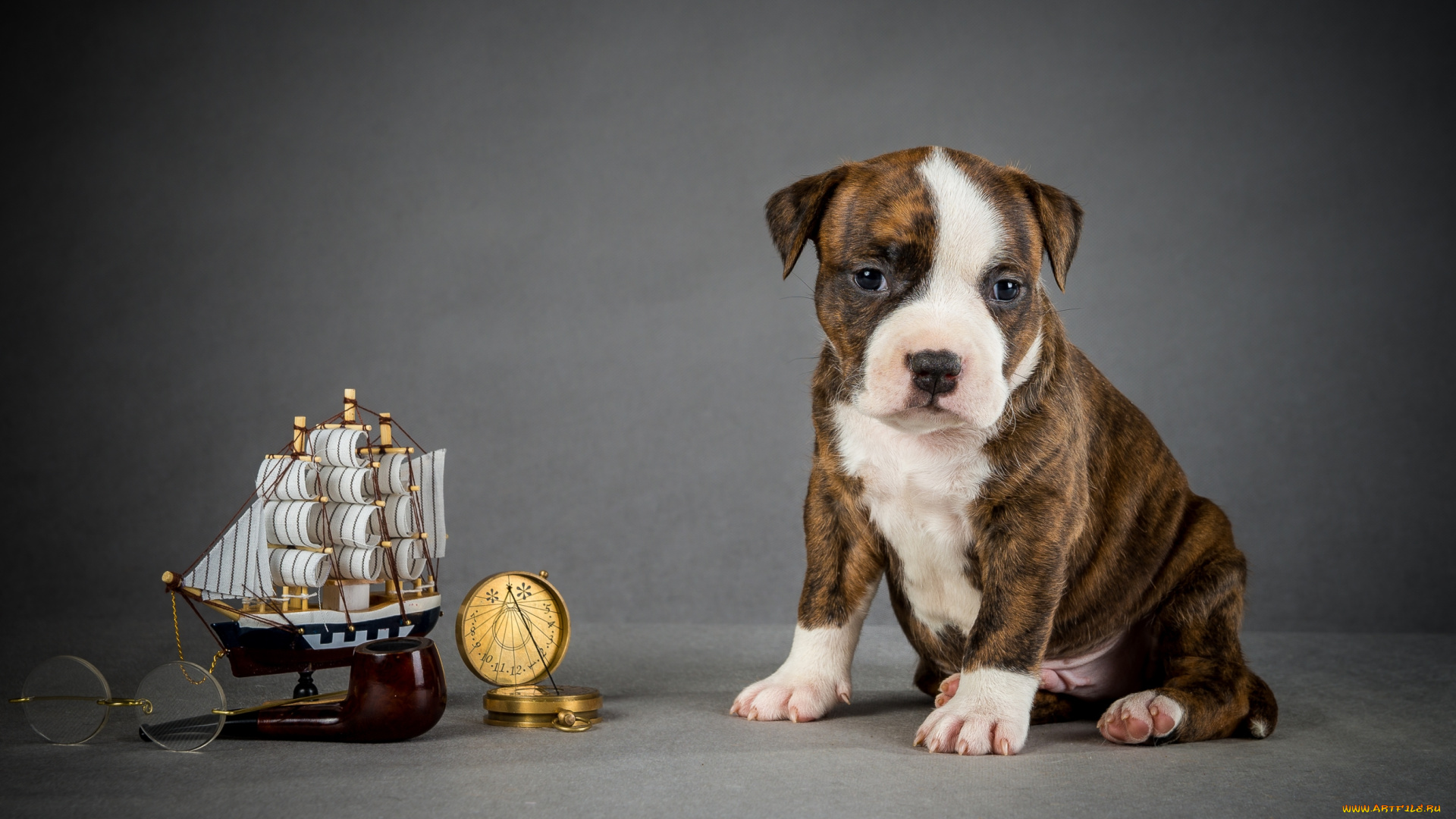 животные, собаки, щенок