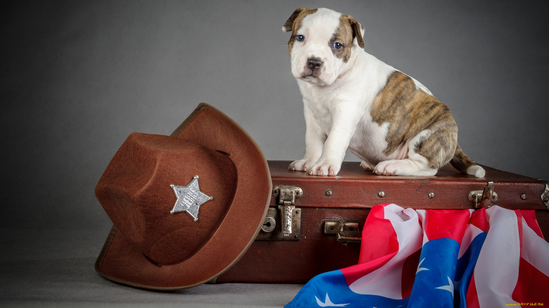 животные, собаки, щенок