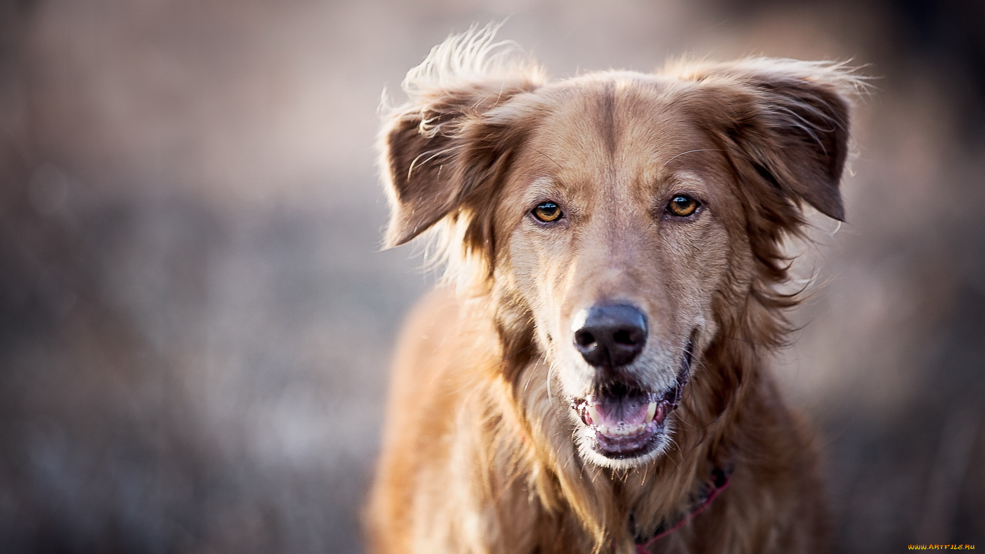 животные, собаки, собака, пёс, рыжий, друг, взгляд