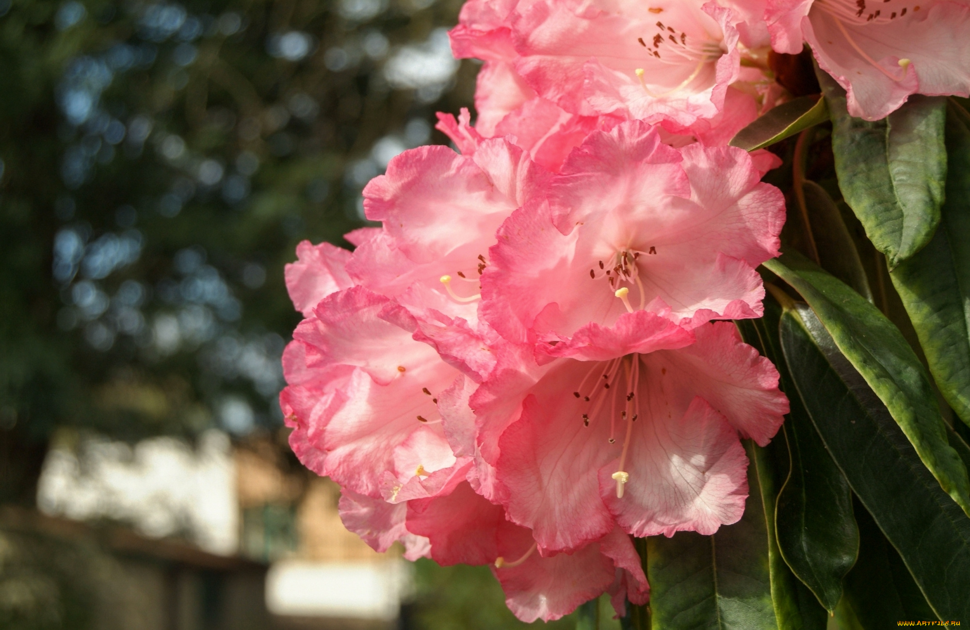 цветы, рододендроны, , азалии, розовый