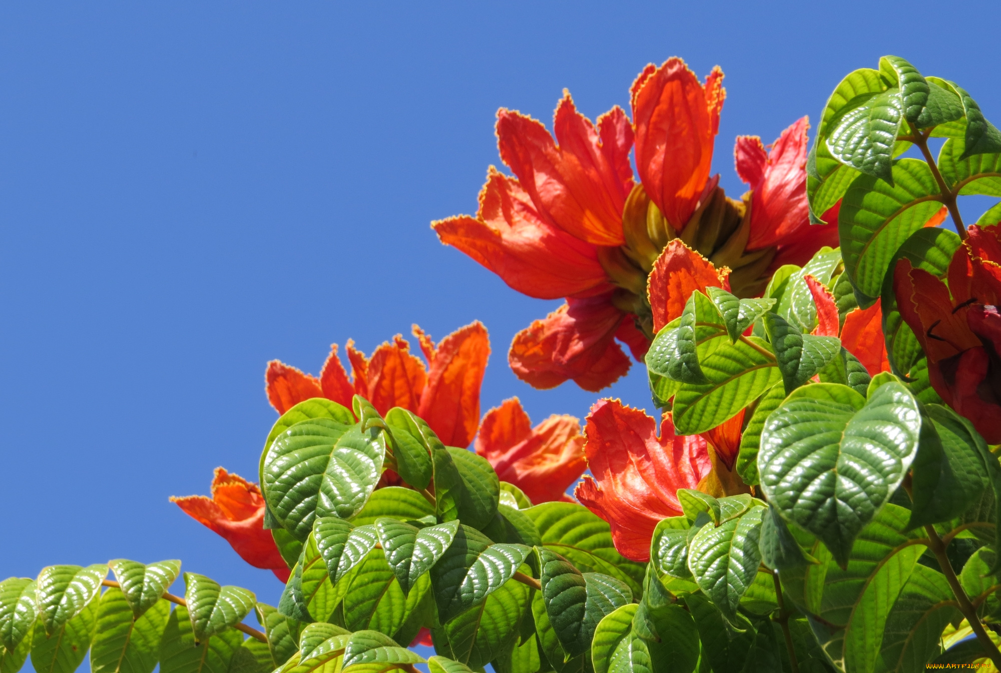 цветы, цветущие, деревья, , , кустарники, тюльпанное, дерево