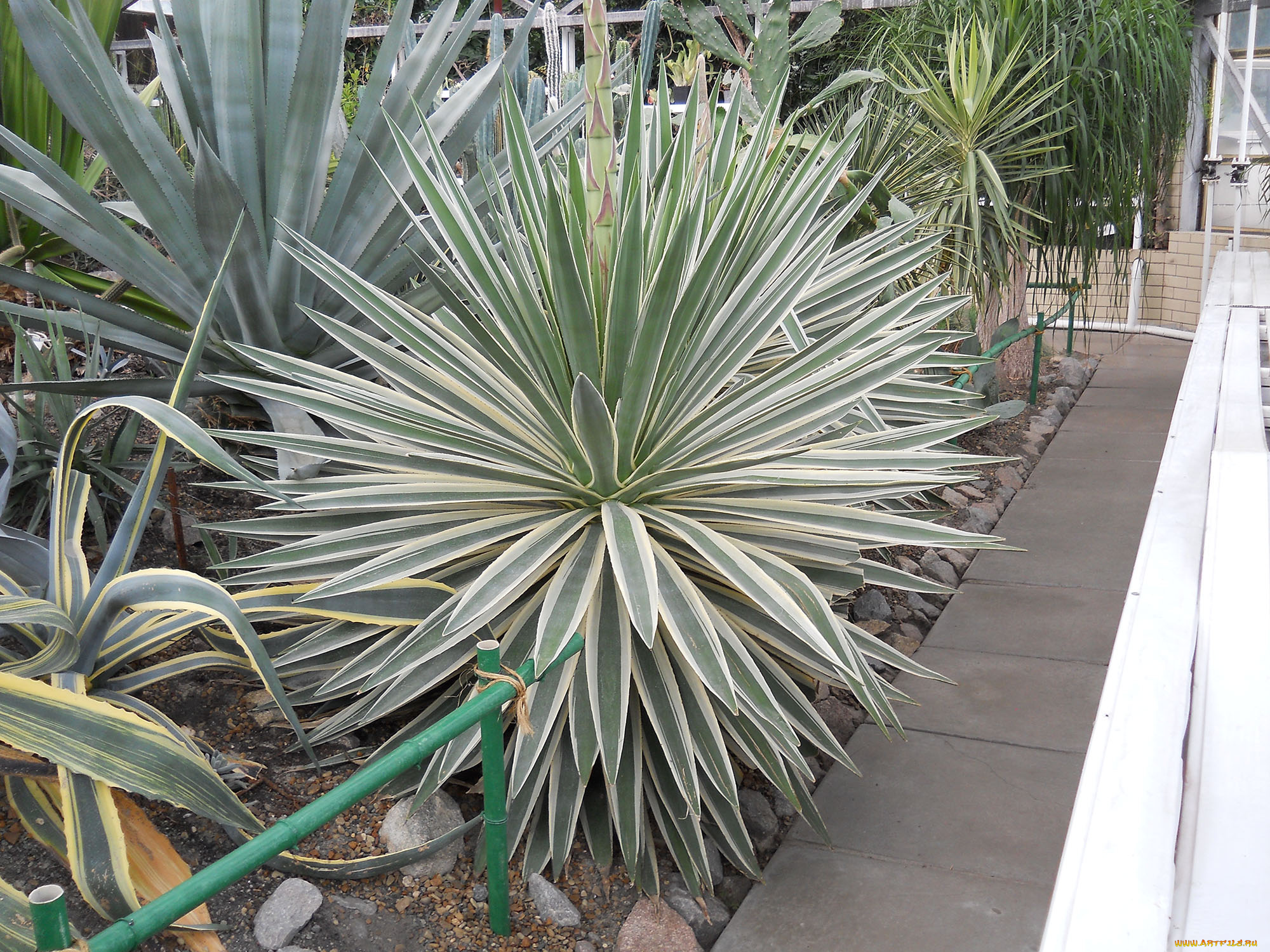 ботанический, сад, в, киеве, цветы, кактусы, кактус, украина, киев, ботанический, сад, в, киеве