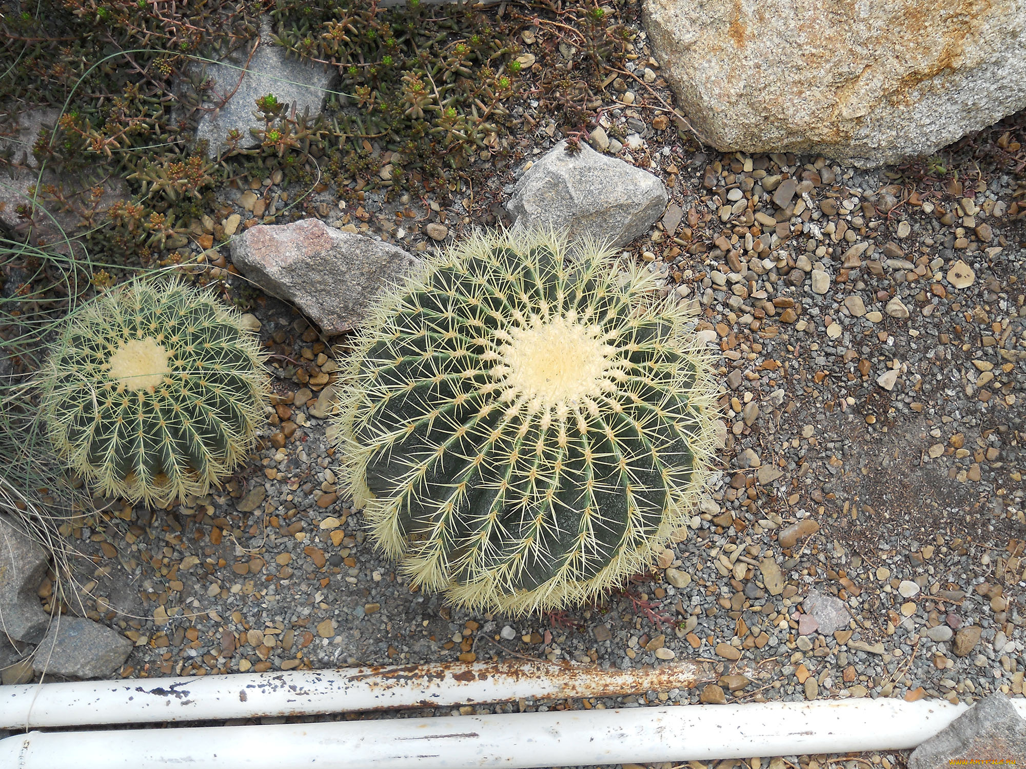 ботанический, сад, в, киеве, цветы, кактусы, украина, киев, ботанический, сад, в, киеве