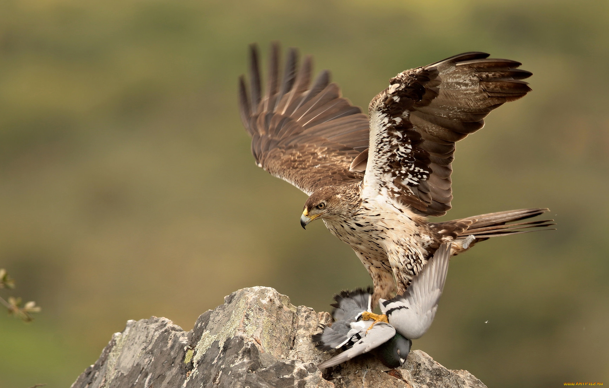 животные, птицы, -, хищники, жертва, добыча