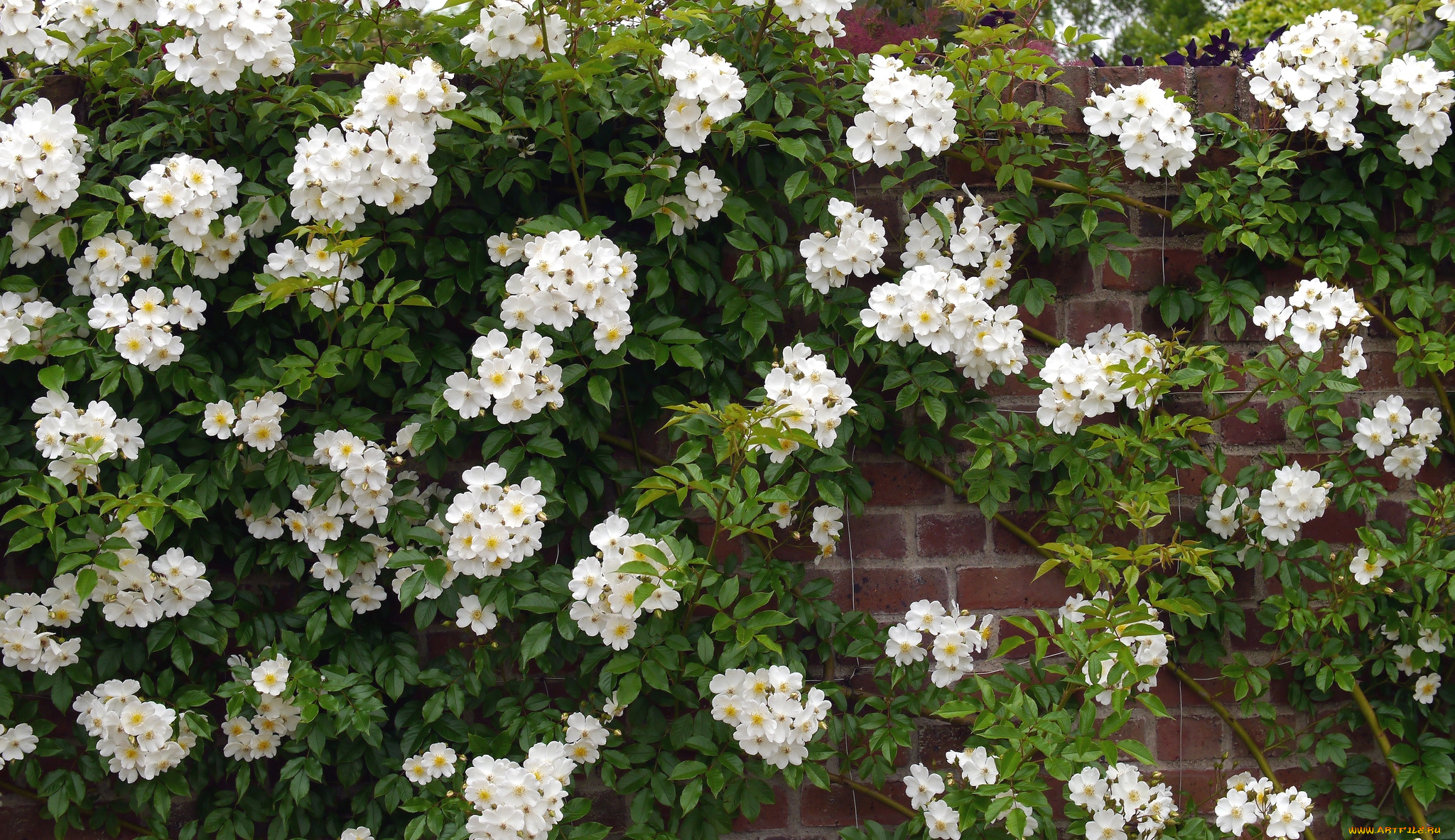 цветы, шиповник, стена