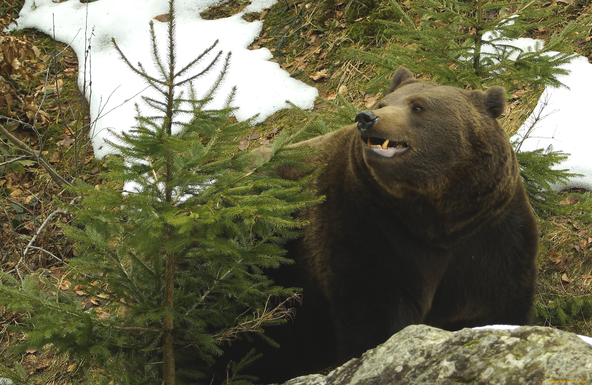 животные, медведи, бурый