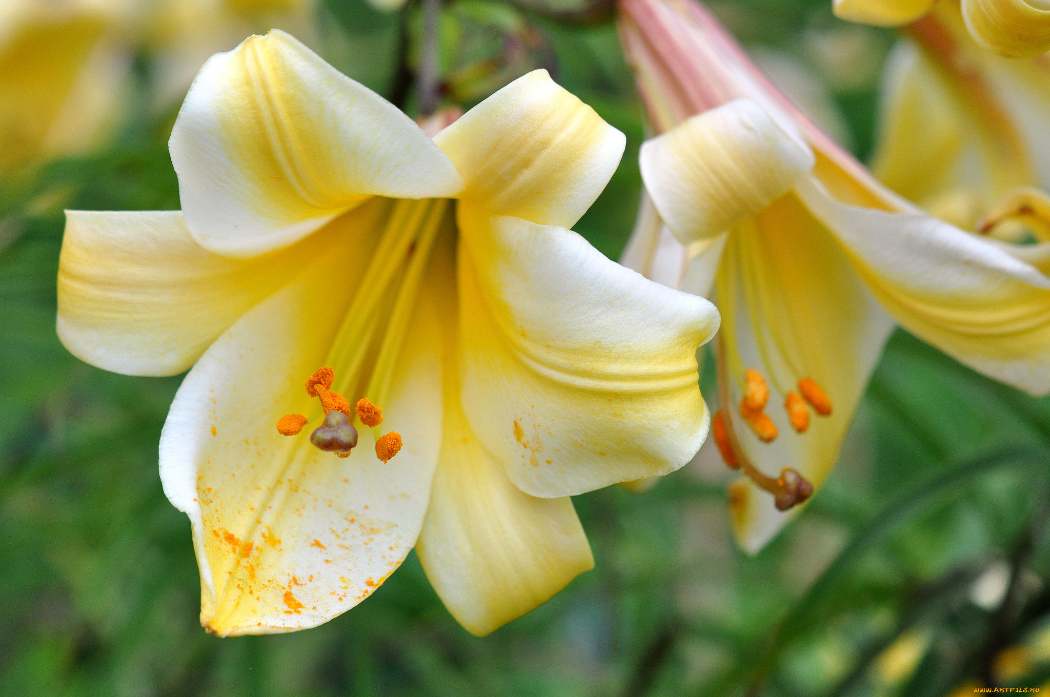 цветы, лилии, , лилейники, макро