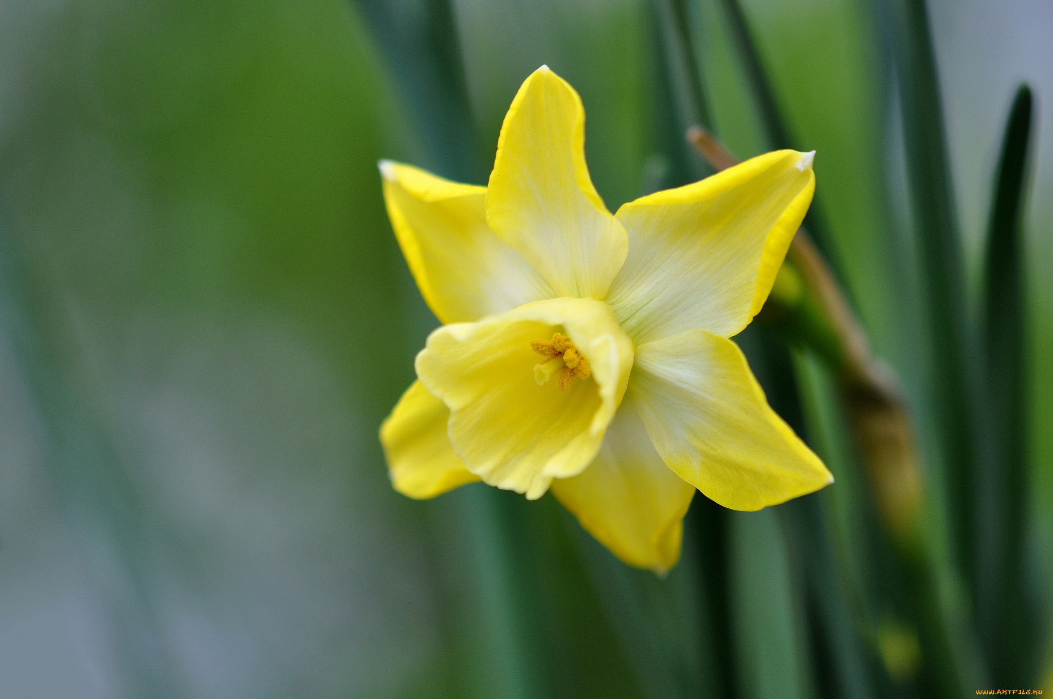 цветы, нарциссы, одинокий