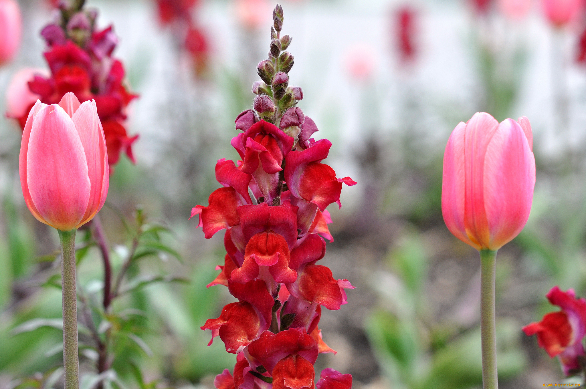 цветы, разные, вместе, львиный, зев, тюльпаны