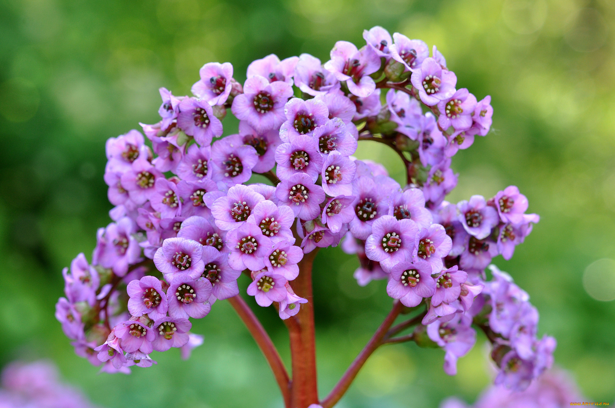 цветы, розовый