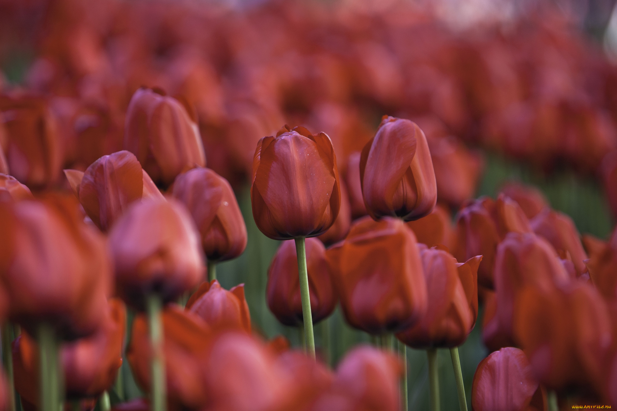 цветы, тюльпаны, красный