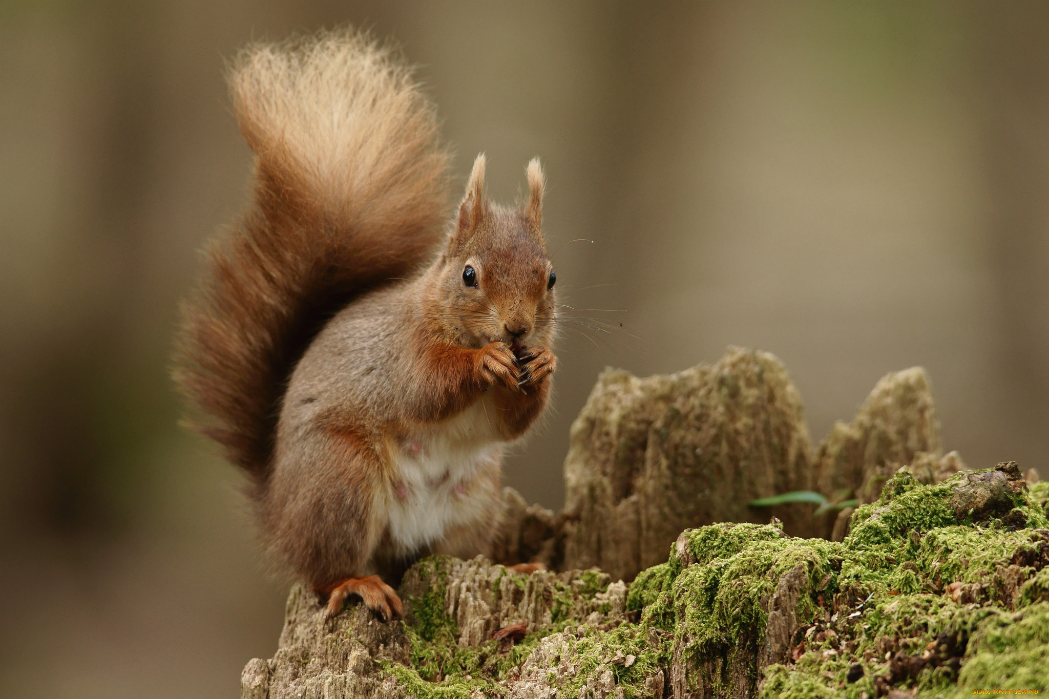 животные, белки, рыжик