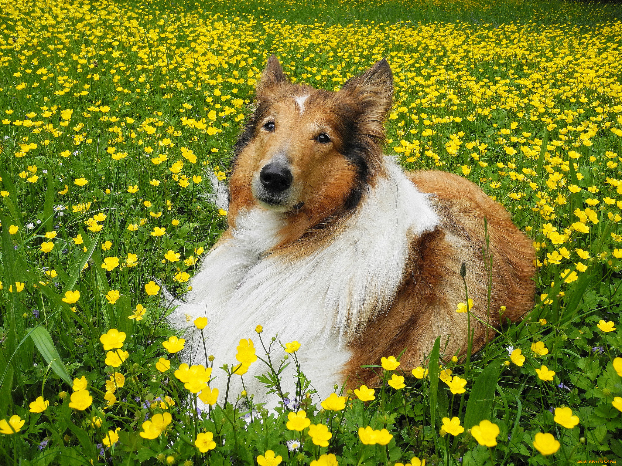 животные, собаки, колли