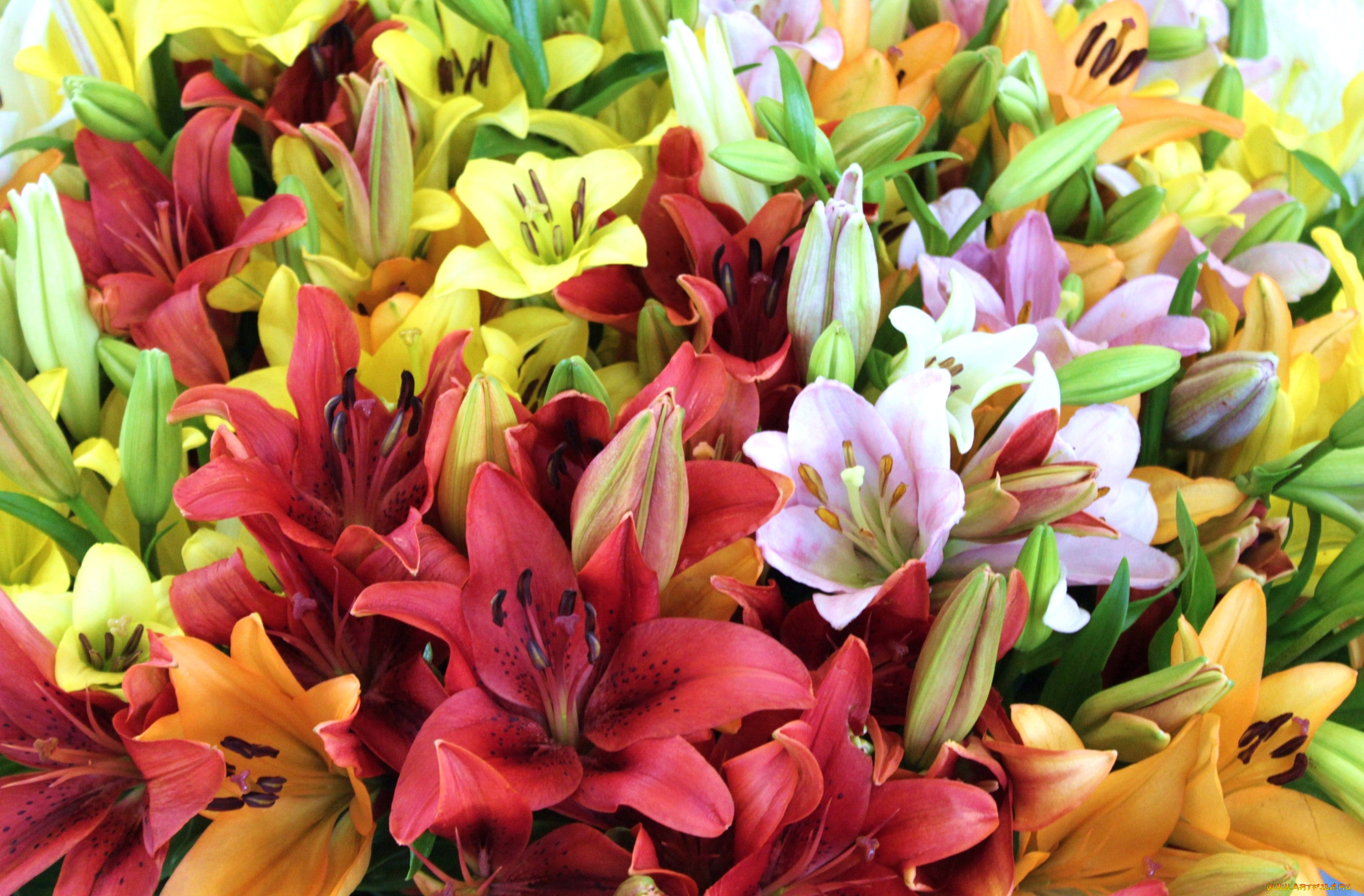 цветы, лилии, , лилейники, охапка