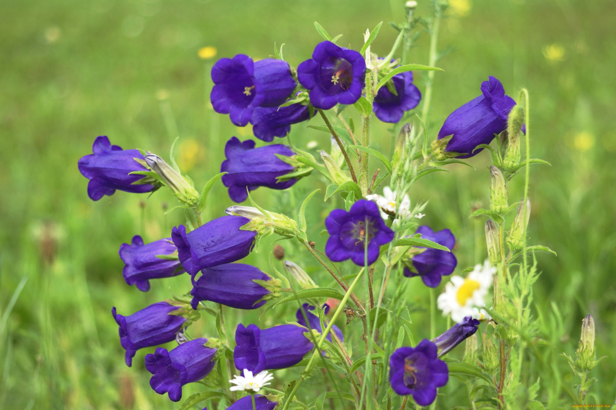 цветы, колокольчики, фиолетовый