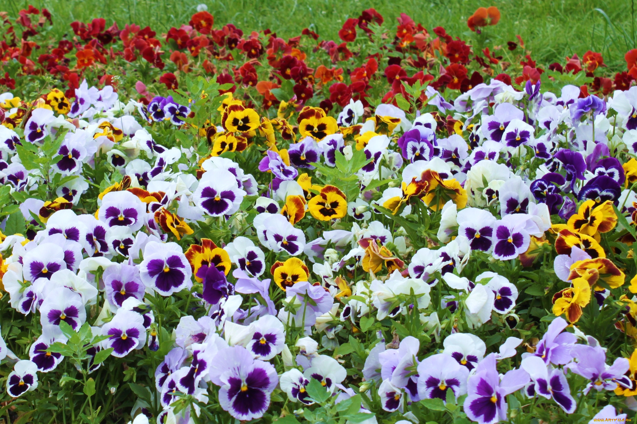 цветы, анютины, глазки, , садовые, фиалки, много