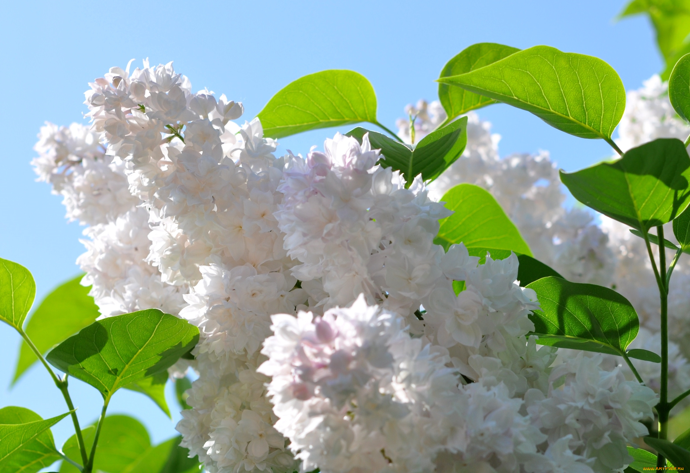 цветы, сирень, весна