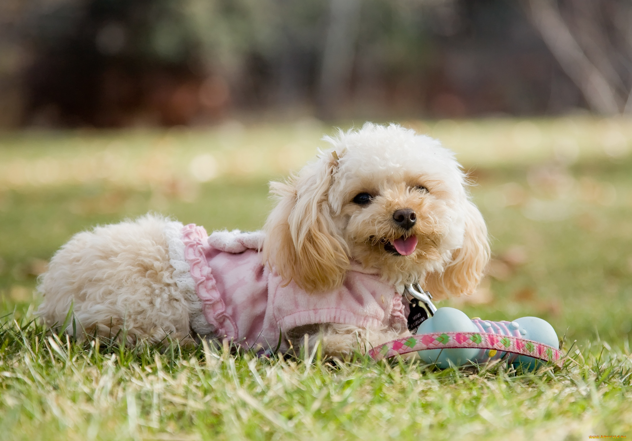 животные, собаки, милашка