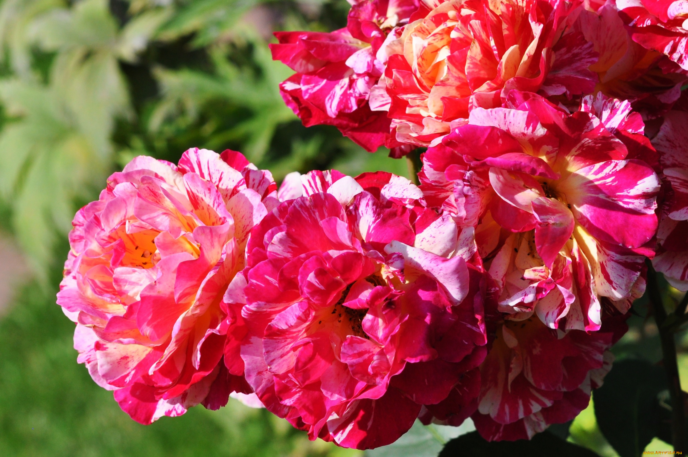 цветы, розы, пестрый