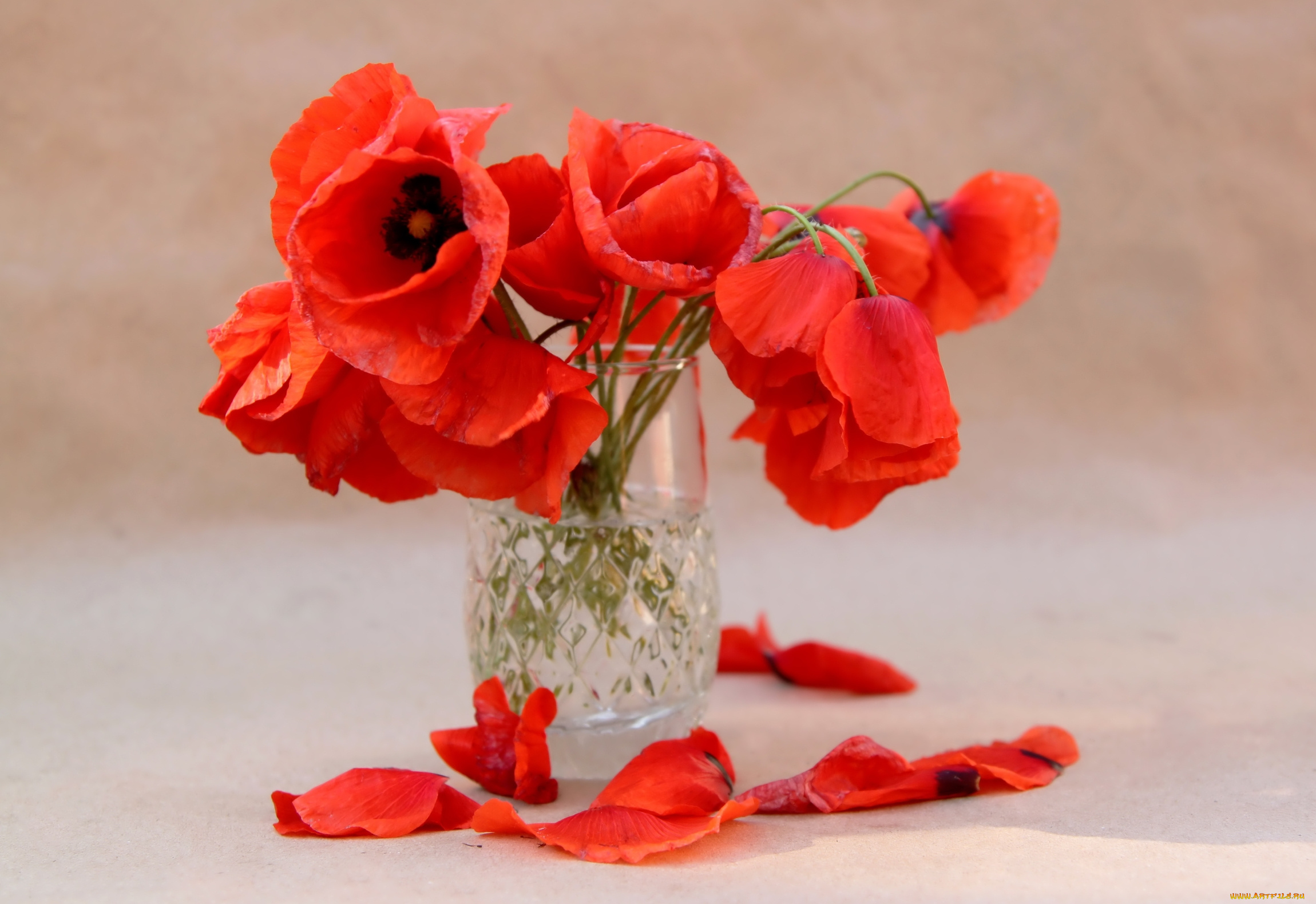цветы, маки, букет