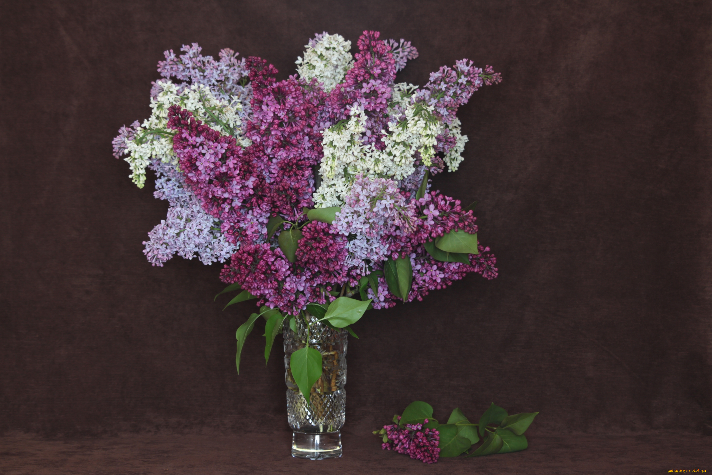 цветы, сирень, букет